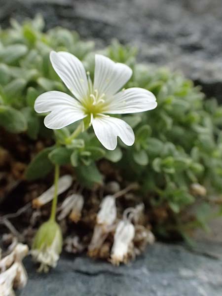 Cerastium uniflorum \ Einbltiges Hornkraut / Glacier Mouse-Ear, A Großglockner 30.6.2025