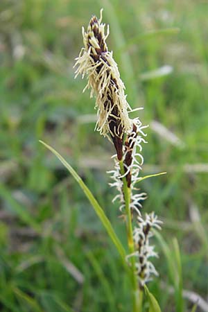 Carex sempervirens \ Horst-Segge, Immergrne Segge / Evergreen Sedge, A Kärnten/Carinthia, Petzen 2.7.2010