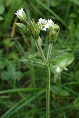 Cerastium fontanum \ Quell-Hornkraut / Common Mouse-Ear, A Kärnten/Carinthia, St. Paul im Lavanttal 16.5.2016