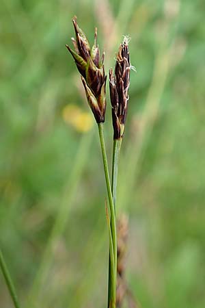 Carex ferruginea \ Rost-Segge / Rusty Sedge, A Pusterwald, Eiskar 1.7.2019