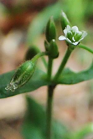 Cerastium lucorum \ Grofrchtiges Hornkraut / Large-Fruit Mouse-Ear, A Orthof am Semmering 29.6.2020