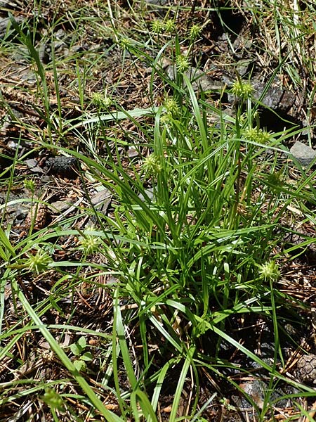 Carex flava \ Groe Gelb-Segge / Large Yellow-Sedge, A Kraubath (Mur) 27.6.2021