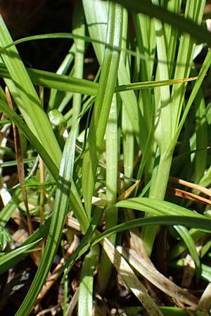 Carex flava \ Groe Gelb-Segge / Large Yellow-Sedge, A Kraubath (Mur) 27.6.2021
