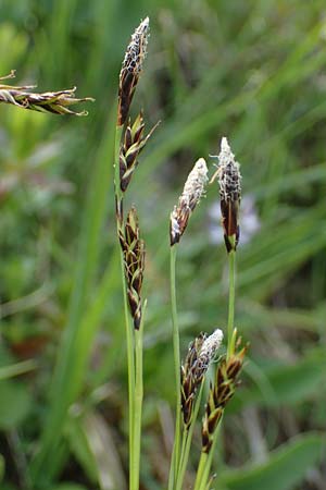 Carex ferruginea \ Rost-Segge / Rusty Sedge, A Pusterwald, Eiskar 29.6.2021
