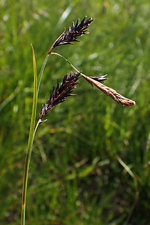Carex frigida \ Eis-Segge / Ice Sedge, A Wölzer Tauern, Kleiner Zinken 24.7.2021