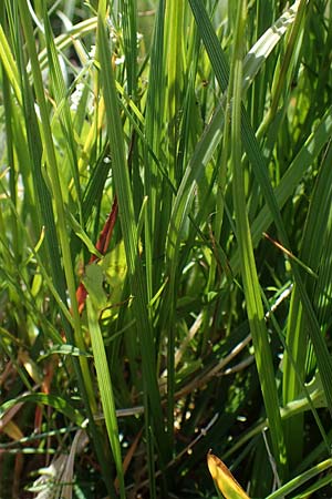 Carex frigida \ Eis-Segge / Ice Sedge, A Wölzer Tauern, Kleiner Zinken 24.7.2021