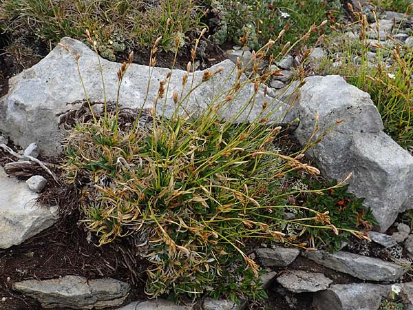Carex firma \ Polster-Segge / Cushion Sedge, A Wölzer Tauern, Kleiner Zinken 24.7.2021