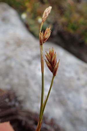 Carex firma \ Polster-Segge / Cushion Sedge, A Wölzer Tauern, Kleiner Zinken 24.7.2021