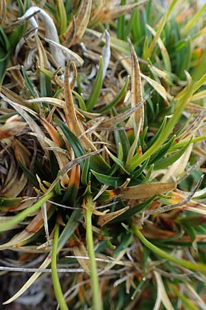 Carex firma \ Polster-Segge / Cushion Sedge, A Wölzer Tauern, Kleiner Zinken 24.7.2021