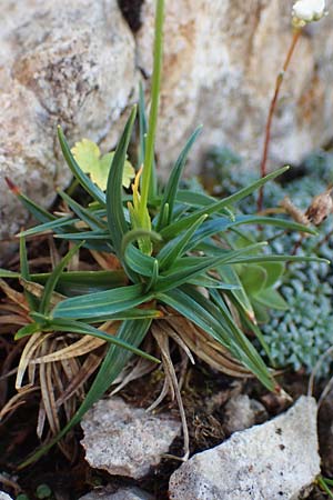 Carex firma \ Polster-Segge / Cushion Sedge, A Eisenerzer Reichenstein 28.7.2021