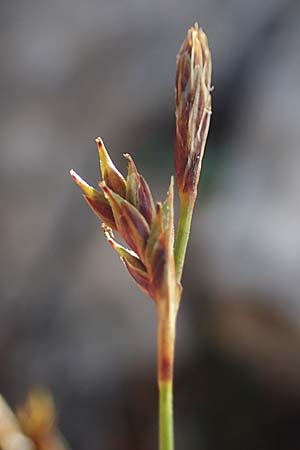 Carex firma \ Polster-Segge / Cushion Sedge, A Eisenerzer Reichenstein 28.7.2021