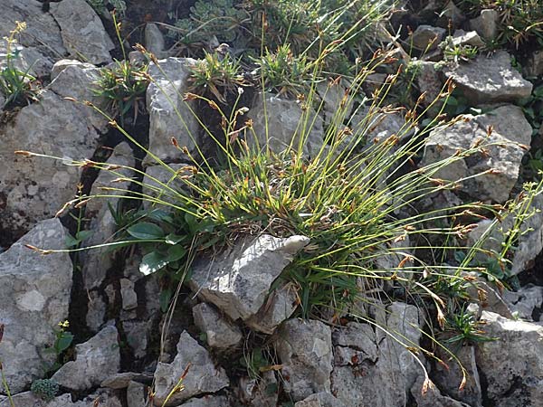 Carex firma \ Polster-Segge / Cushion Sedge, A Eisenerzer Reichenstein 28.7.2021