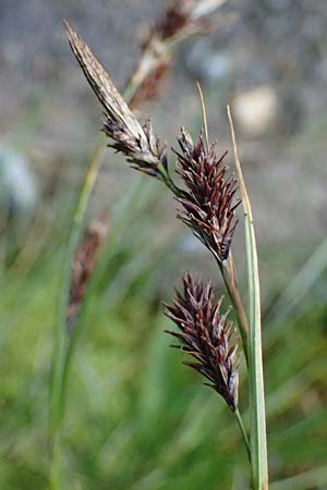 Carex frigida \ Eis-Segge / Ice Sedge, A Pusterwald 29.7.2021