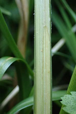 Carex frigida \ Eis-Segge / Ice Sedge, A Pusterwald 29.7.2021
