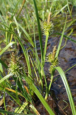 Carex flava \ Groe Gelb-Segge / Large Yellow-Sedge, A Kärnten/Carinthia, Koralpe 1.7.2022