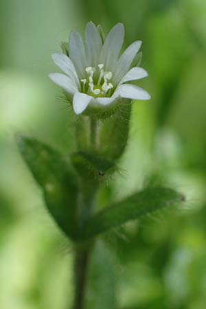 Cerastium fontanum \ Quell-Hornkraut / Common Mouse-Ear, A Kärnten/Carinthia, Koralpe 1.7.2022