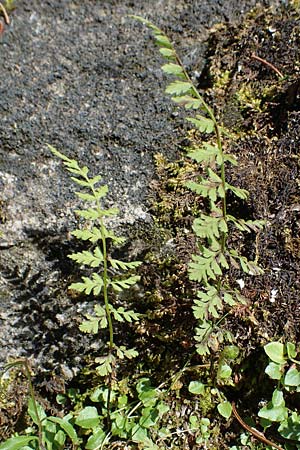 Cystopteris fragilis \ Zerbrechlicher Blasenfarn / Brittle Bladder Fern, A Kärnten/Carinthia, Koralpe 1.7.2022