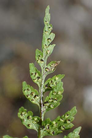 Cystopteris fragilis \ Zerbrechlicher Blasenfarn / Brittle Bladder Fern, A Kärnten/Carinthia, Koralpe 1.7.2022