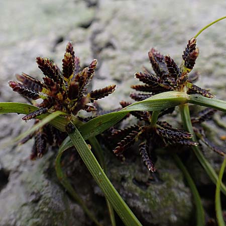 Cyperus fuscus \ Braunes Zypergras / Brown Flatsedge, A Seewinkel, St. Andrä 27.9.2022
