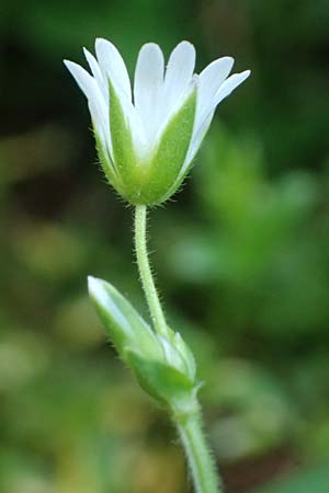 Cerastium fontanum \ Quell-Hornkraut / Common Mouse-Ear, A Osttirol, Matrei 14.5.2025