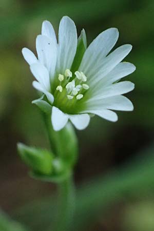 Cerastium fontanum \ Quell-Hornkraut / Common Mouse-Ear, A Osttirol, Matrei 14.5.2025