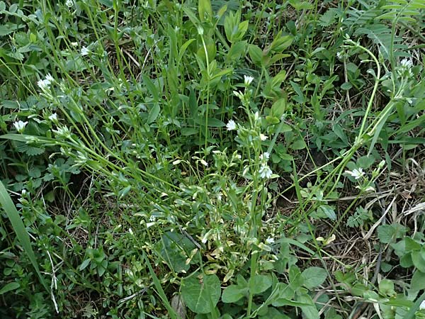 Cerastium fontanum \ Quell-Hornkraut / Common Mouse-Ear, A Osttirol, Matrei 14.5.2025