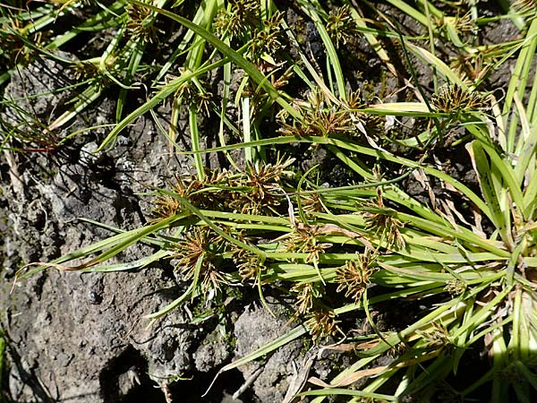 Cyperus fuscus \ Braunes Zypergras / Brown Flatsedge, A Weinviertel,  Traunfeld 15.8.2026