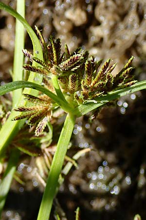 Cyperus fuscus \ Braunes Zypergras / Brown Flatsedge, A Weinviertel,  Traunfeld 15.8.2026