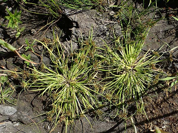 Cyperus fuscus \ Braunes Zypergras / Brown Flatsedge, A Weinviertel,  Traunfeld 15.8.2026