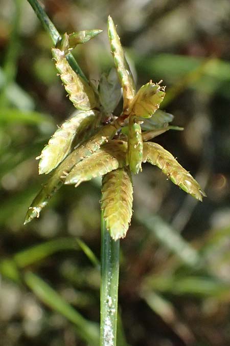 Cyperus flavescens \ Gelbes Zypergras, Gelbliches Zypergras / Yellow Flatsedge, A Wien 16.8.2026