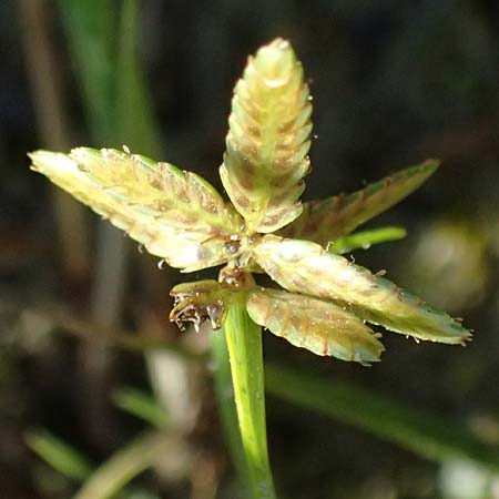 Cyperus flavescens \ Gelbes Zypergras, Gelbliches Zypergras / Yellow Flatsedge, A Wien 16.8.2026