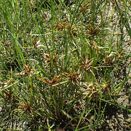 Cyperus flavescens \ Gelbes Zypergras, Gelbliches Zypergras / Yellow Flatsedge, A Wien 16.8.2026