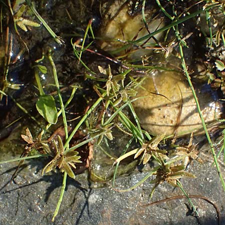 Cyperus flavescens \ Gelbes Zypergras, Gelbliches Zypergras / Yellow Flatsedge, A Wien 16.8.2026