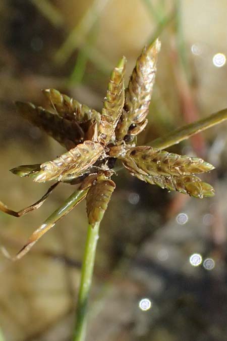 Cyperus flavescens \ Gelbes Zypergras, Gelbliches Zypergras / Yellow Flatsedge, A Wien 16.8.2026