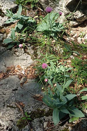 Carduus defloratus subsp. glaucus \ Blaugrne Alpen-Distel, Blaugrne Dickblatt-Ringdistel / Bluegreen Alpine Thistle, A Steiermark, Pernegg-Mixnitz 4.7.2019