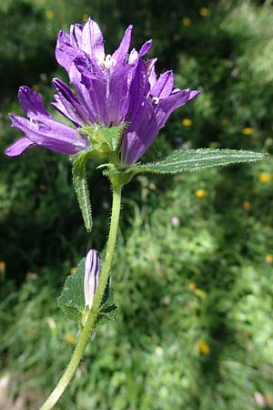 Campanula glomerata \ Knuel-Glockenblume / Clustered Bellflower, A Eisenerzer Reichenstein 28.7.2021
