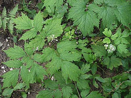 Actaea spicata \ Christophskraut / Baneberry, A Kärnten/Carinthia, Petzen 21.7.2007
