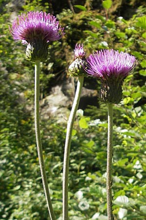 Cirsium heterophyllum \ Verschiedenblttrige Kratzdistel, Alant-Distel / Melancholy Thistle, A Malta - Tal / Valley 19.7.2010