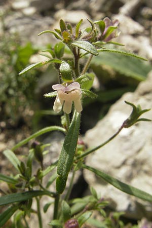 Chaenorhinum minus \ Kleiner Orant / Small Toadflax, A Hinterotter 3.8.2011