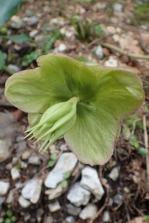Helleborus niger \ Christrose, Schneerose / Christmas Rose, A Kärnten/Carinthia, Feistritz im Rosental 17.5.2016