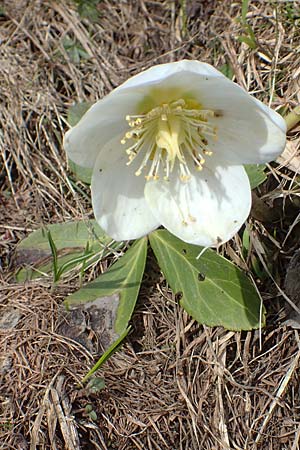 Helleborus niger \ Christrose, Schneerose / Christmas Rose, A Kärnten/Carinthia, Hochstuhl 17.5.2016