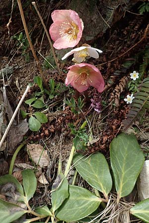 Helleborus niger \ Christrose, Schneerose / Christmas Rose, A Kärnten/Carinthia, Hochstuhl 17.5.2016