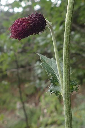 Cirsium waldsteinii \ Waldsteins Kratzdistel, Armkpfige Kratzdistel / Waldstein's Thistle, A Kärnten/Carinthia, Koralpe 9.8.2016