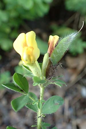 Cytisus supinus \ Niedriger Zwergginster, Kopf-Geiklee / Clustered Broom, A Steiermark, Pernegg-Mixnitz 4.7.2019