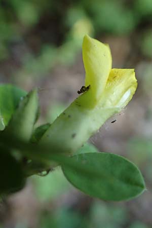 Cytisus supinus \ Niedriger Zwergginster, Kopf-Geiklee / Clustered Broom, A Steiermark, Pernegg-Mixnitz 4.7.2019