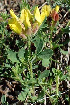 Cytisus supinus \ Niedriger Zwergginster, Kopf-Geiklee / Clustered Broom, A Pölstal-Oberzeiring 26.6.2021