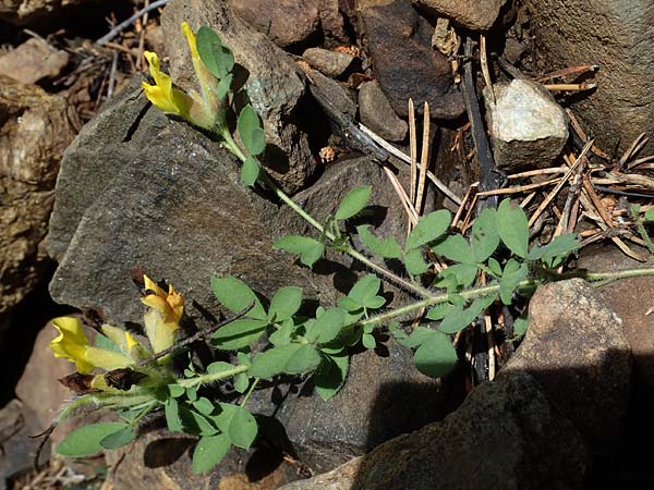 Cytisus supinus \ Niedriger Zwergginster, Kopf-Geiklee / Clustered Broom, A Kraubath (Mur) 27.6.2021