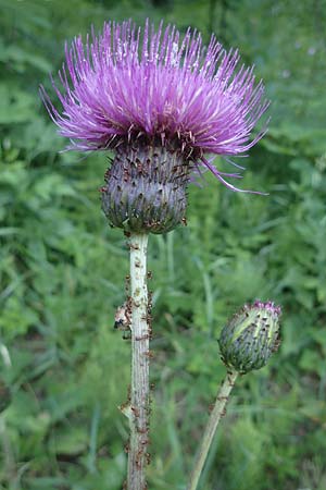 Cirsium heterophyllum \ Verschiedenblttrige Kratzdistel, Alant-Distel / Melancholy Thistle, A Gaal 27.6.2021
