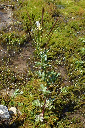 Cardamine hirsuta \ Vielstngeliges Schaumkraut, Behaartes Schaumkraut / Hairy Bitter-Cress, A Wölzer Tauern, Kleiner Zinken 24.7.2021