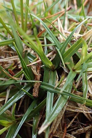 Carex humilis \ Erd-Segge, Niedrige Segge / Dwarf Sedge, A Türnitz 6.5.2022